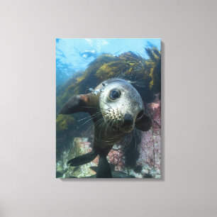 Cutest Baby Animals Underwater Cape Fur Seal Canvas Print