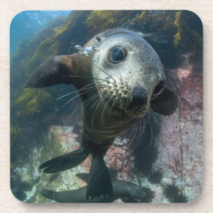 Cutest Baby Animals Underwater Cape Fur Seal Coaster