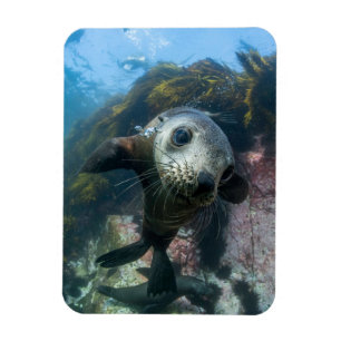 Cutest Baby Animals   Underwater Cape Fur Seal Magnet