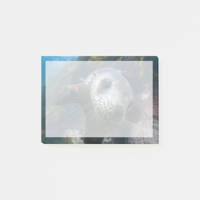 Cutest Baby Animals | Underwater Cape Fur Seal Post-it Notes (Front)