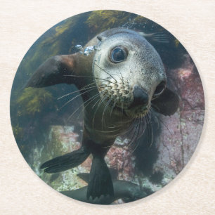 Cutest Baby Animals Underwater Cape Fur Seal Round Paper Coaster