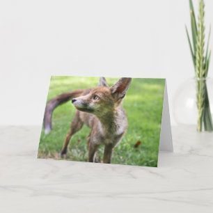 Cutest Baby Animals Urban Fox Card