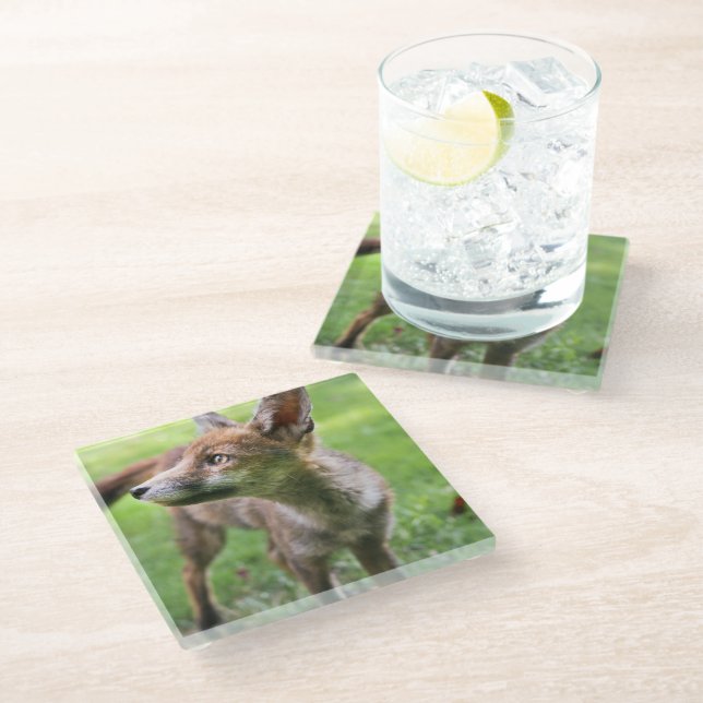 Cutest Baby Animals | Urban Fox Glass Coaster (Angled)