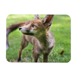 Cutest Baby Animals Urban Fox Magnet