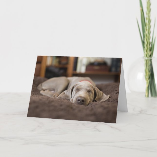 Cutest Baby Animals | Weimaraner Puppy Sleeping Card (Front)