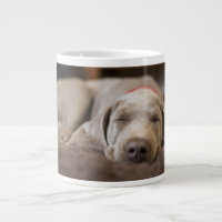 Cutest Baby Animals | Weimaraner Puppy Sleeping