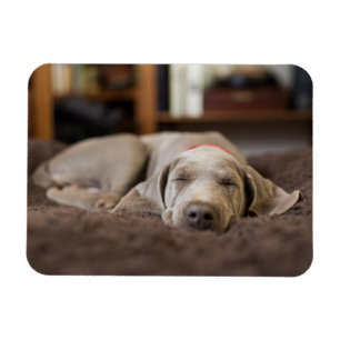 Cutest Baby Animals Weimaraner Puppy Sleeping Magnet
