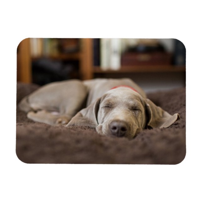 Cutest Baby Animals | Weimaraner Puppy Sleeping Magnet (Horizontal)