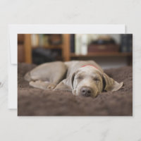 Cutest Baby Animals | Weimaraner Puppy Sleeping