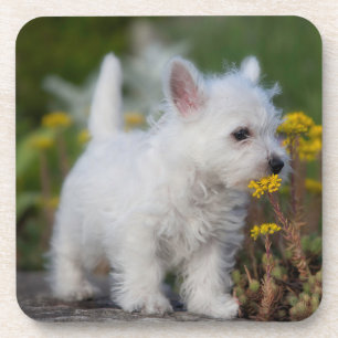 Cutest Baby Animals West Highland White Terrier Coaster