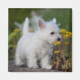 Cutest Baby Animals   West Highland White Terrier Magnet