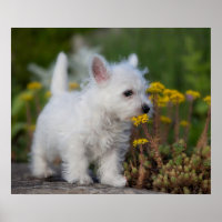 Cutest Baby Animals | West Highland White Terrier