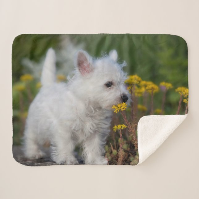 Cutest Baby Animals | West Highland White Terrier Sherpa Blanket (Front (Horizontal))