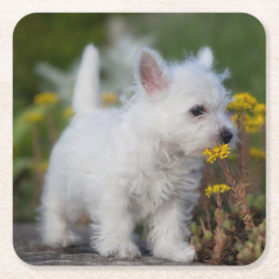 Cutest Baby Animals   West Highland White Terrier Square Paper Coaster