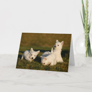 Cutest Baby Animals West Highland White Terriers Card