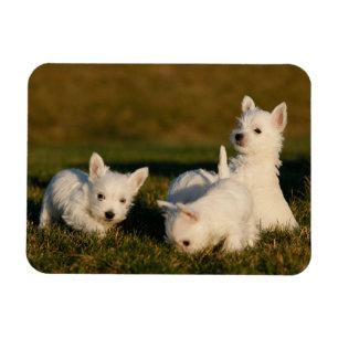 Cutest Baby Animals   West Highland White Terriers Magnet