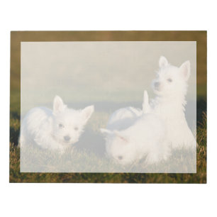 Cutest Baby Animals   West Highland White Terriers Notepad