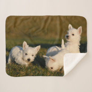 Cutest Baby Animals   West Highland White Terriers Sherpa Blanket