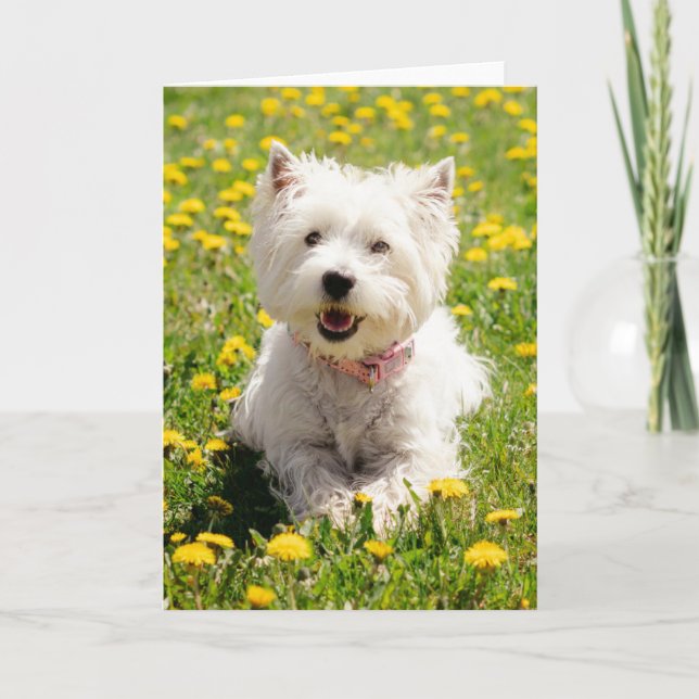 Cutest Baby Animals | Westie Dog in Dandelions Card (Front)