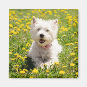 Cutest Baby Animals   Westie Dog in Dandelions Magnet