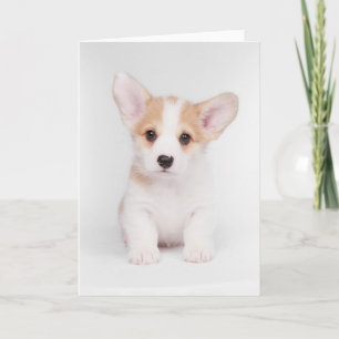 Cutest Baby Animals   White Corgi Puppy Card