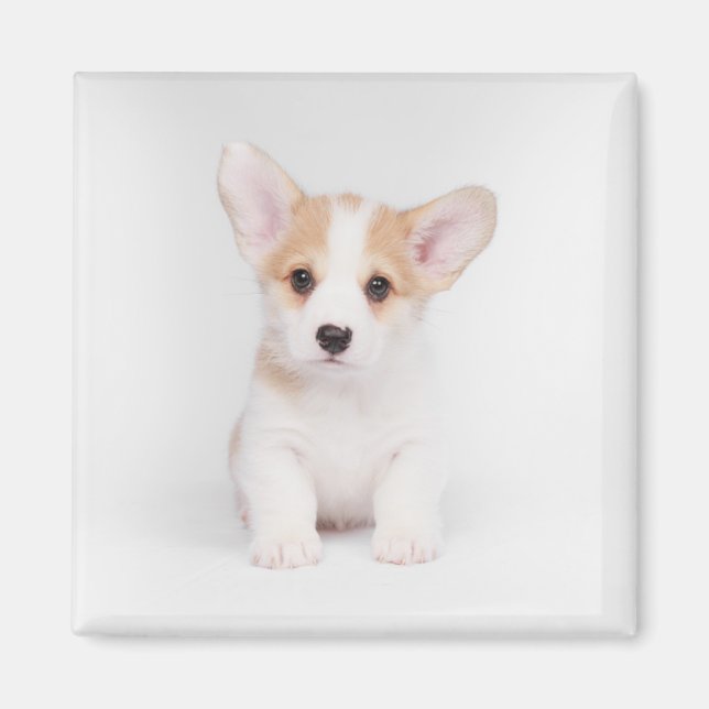 Cutest Baby Animals | White Corgi Puppy Magnet (Front)