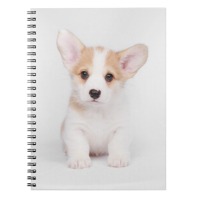 Cutest Baby Animals | White Corgi Puppy Notebook (Front)
