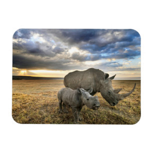 Cutest Baby Animals White Rhino & Calf Magnet