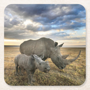 Cutest Baby Animals   White Rhino & Calf Square Paper Coaster