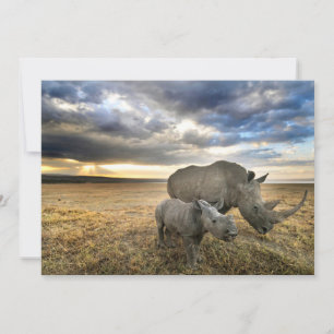 Cutest Baby Animals   White Rhino & Calf Thank You Card