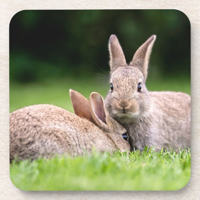 Cutest Baby Animals | Wild Bunny Rabbits Coaster (Front)