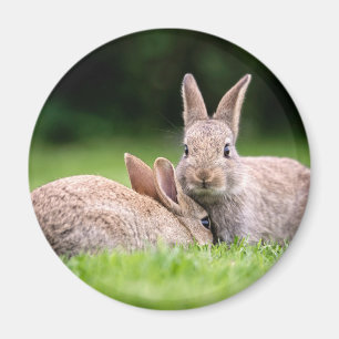 Cutest Baby Animals   Wild Bunny Rabbits Magnet