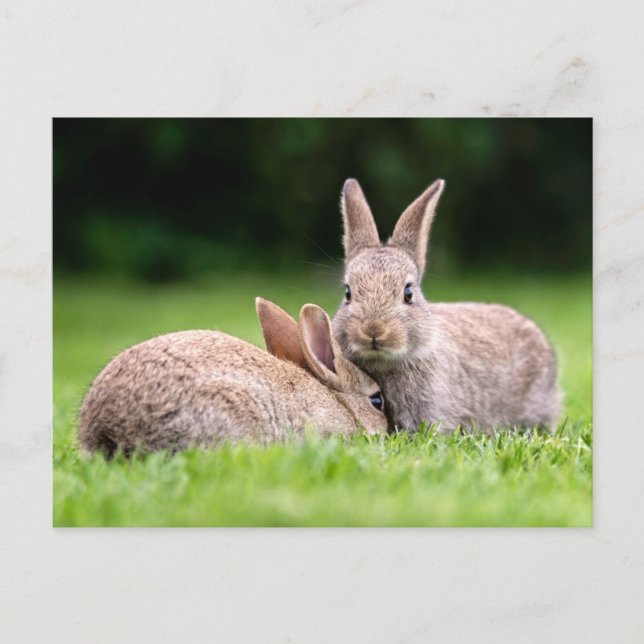 Cutest Baby Animals | Wild Bunny Rabbits Postcard (Front)