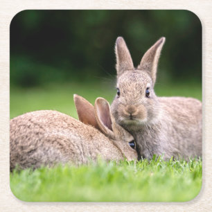 Cutest Baby Animals Wild Bunny Rabbits Square Paper Coaster