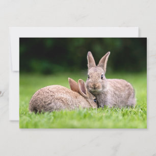 Cutest Baby Animals Wild Bunny Rabbits Thank You Card