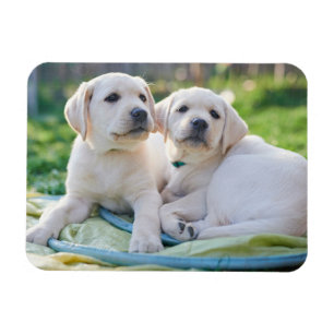 Cutest Baby Animals Yellow Labrador Retrievers Magnet