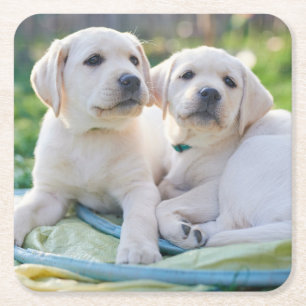 Cutest Baby Animals Yellow Labrador Retrievers Square Paper Coaster