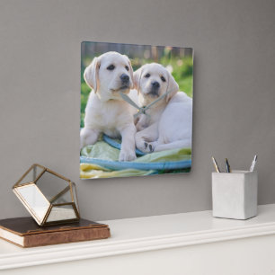 Cutest Baby Animals   Yellow Labrador Retrievers Square Wall Clock