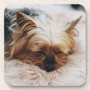 Cutest Baby Animals Yorkshire Terrier Coaster