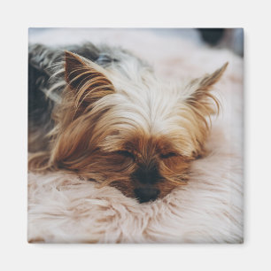 Cutest Baby Animals Yorkshire Terrier Magnet
