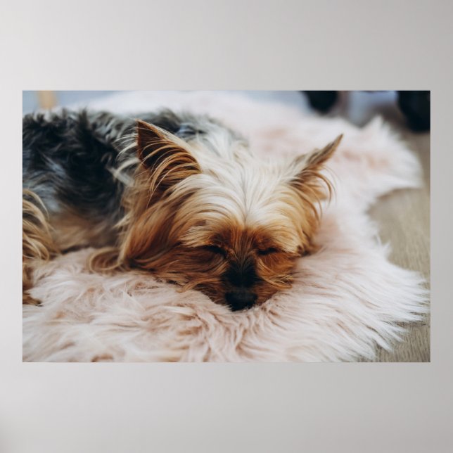 Cutest Baby Animals | Yorkshire Terrier Poster (Front)