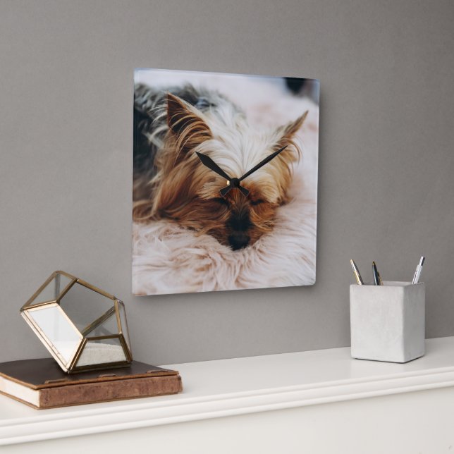 Cutest Baby Animals | Yorkshire Terrier Square Wall Clock (Office)