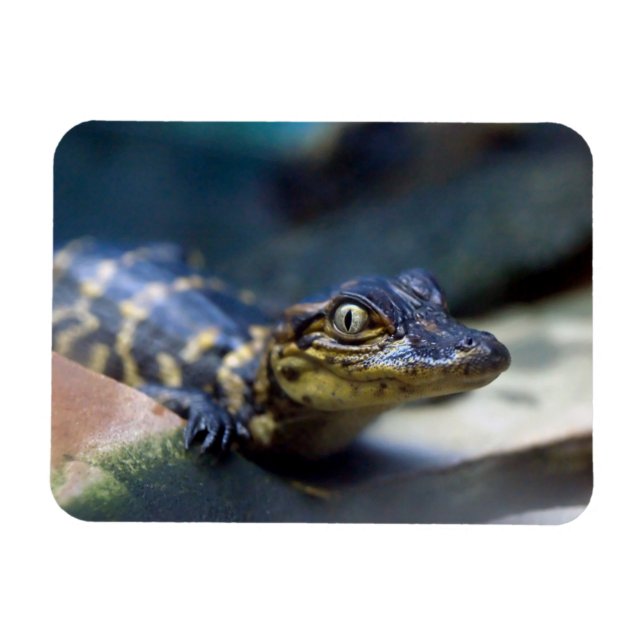 Cutest Baby Animals | Young Alligator Magnet (Horizontal)