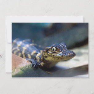 Cutest Baby Animals Young Alligator Thank You Card