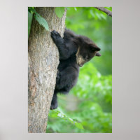 Cutest Baby Animals | Young Black Bear Cub