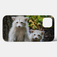 Cutest Baby Animals | Young Blonde Raccoons