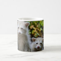 Cutest Baby Animals | Young Blonde Raccoons