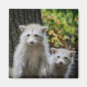 Cutest Baby Animals Young Blonde Raccoons Magnet