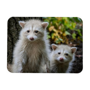 Cutest Baby Animals   Young Blonde Raccoons Magnet