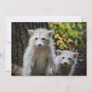 Cutest Baby Animals Young Blonde Raccoons Thank You Card